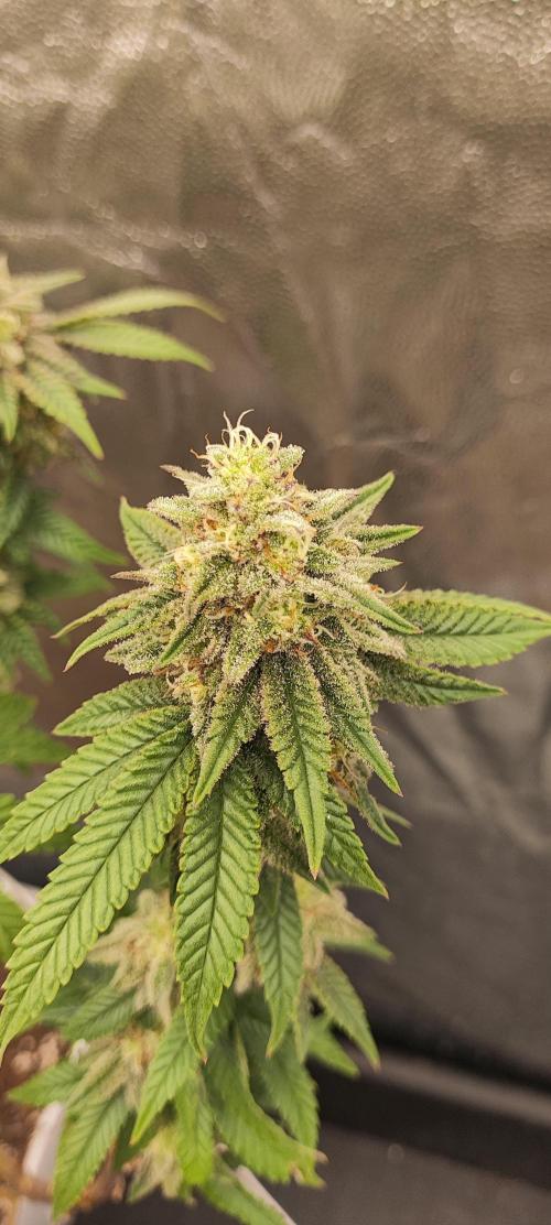 Plantulitas ZSB🌱. Week 13 - BC 