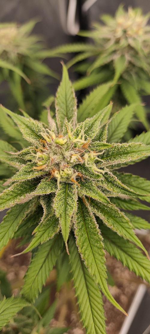 Plantulitas ZSB🌱. Week 13 - SB 