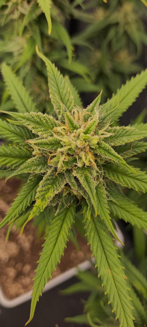 Plantulitas ZSB🌱. Week 13 - SB 