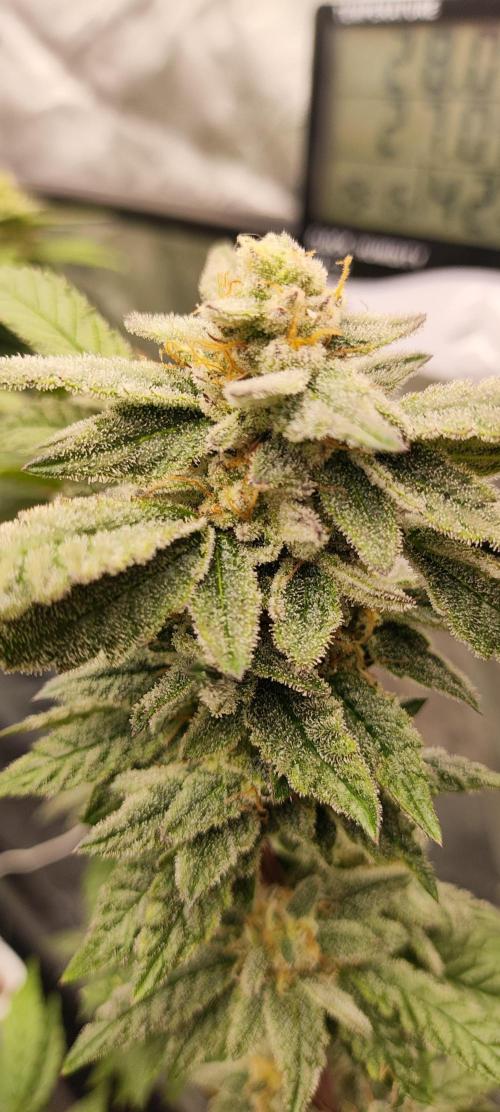 Plantulitas ZSB🌱. Week 13 - Z2.0