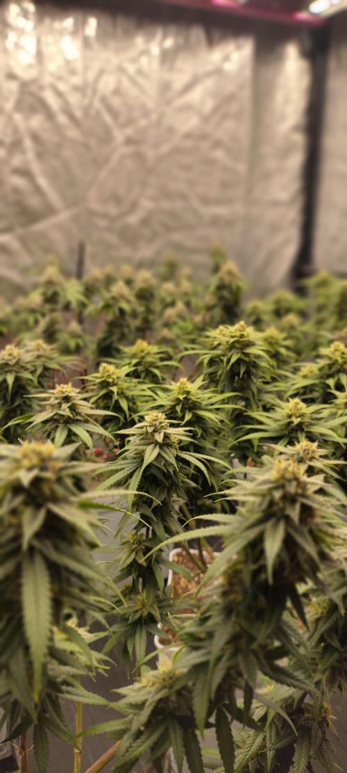Plantulitas ZSB🌱. Week 13 - 03.05.2026