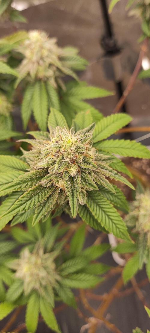 Plantulitas ZSB🌱. Week 13 - BC 