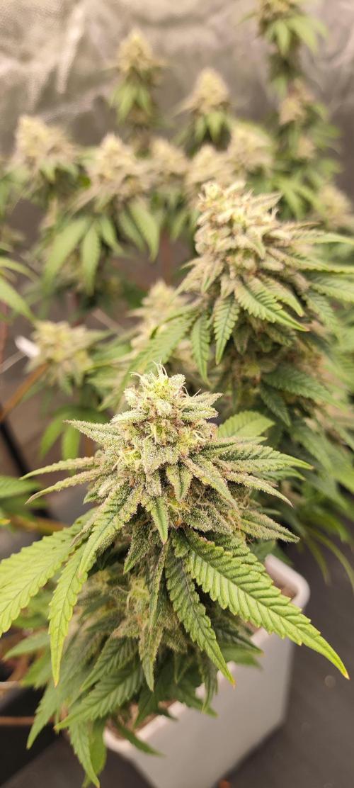 Plantulitas ZSB🌱. Week 13 - BC 