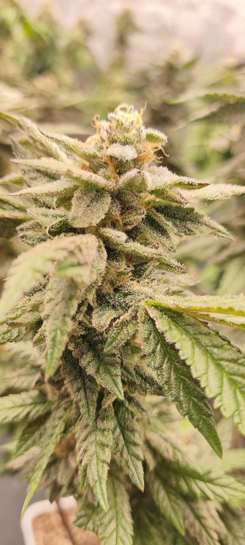 Plantulitas ZSB🌱. Week 13 - Z2.0