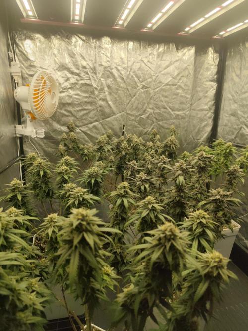 Plantulitas ZSB🌱. Week 14