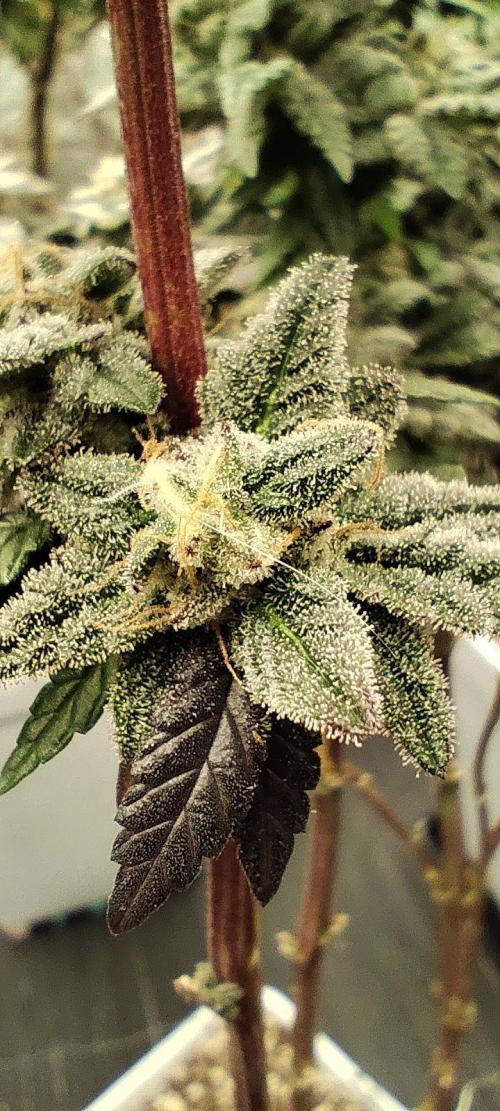 Plantulitas ZSB🌱. Week 14 - Z2.0