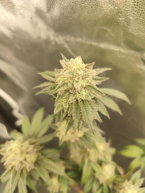 Plantulitas ZSB🌱. Week 14 - BC 