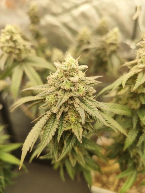 Plantulitas ZSB🌱. Week 14 - BC 