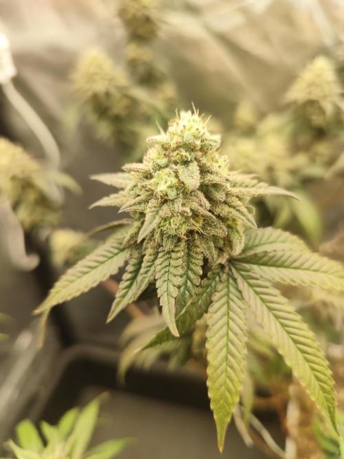 Plantulitas ZSB🌱. Week 14 - BC 