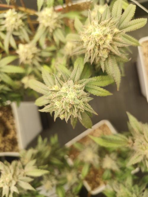Plantulitas ZSB🌱. Week 14 - BC 