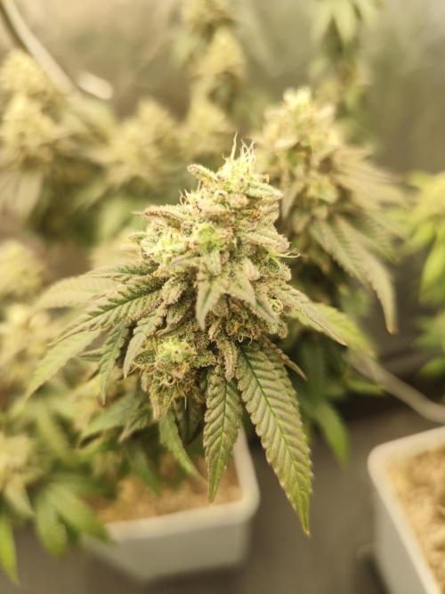 Plantulitas ZSB🌱. Week 14 - BC 
