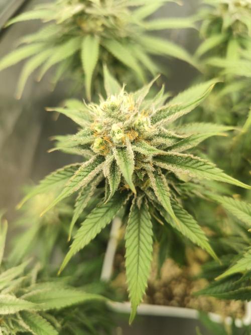 Plantulitas ZSB🌱. Week 14 - SB 