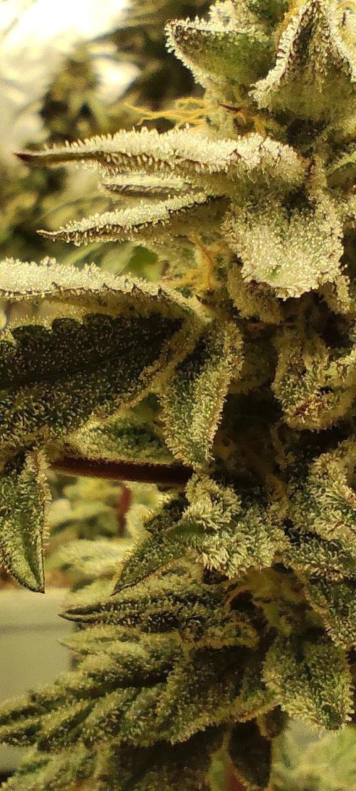 Plantulitas ZSB🌱. Week 14 - Z2.0