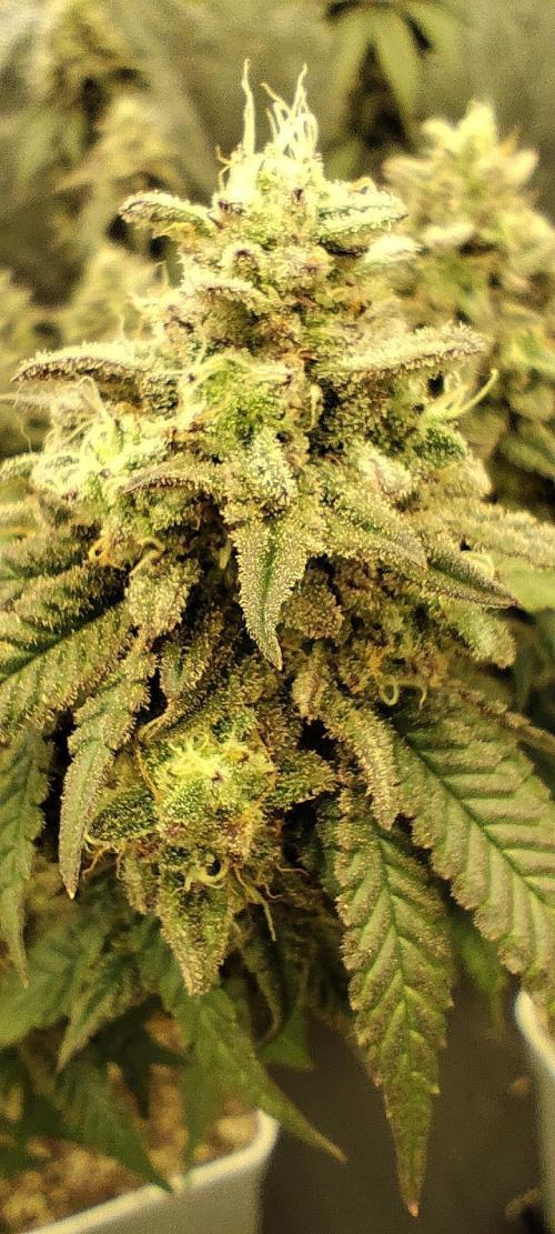 Plantulitas ZSB🌱. Week 14 - BC 