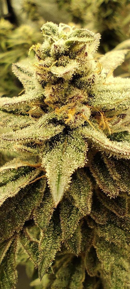 Plantulitas ZSB🌱. Week 14 - Z2.0