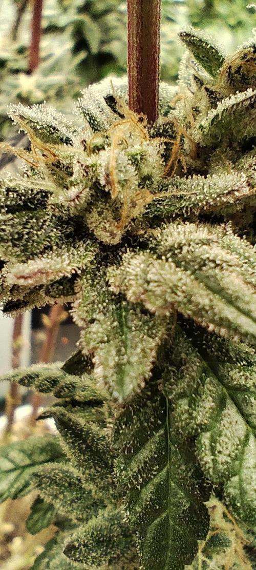 Plantulitas ZSB🌱. Week 14 - Z2.0