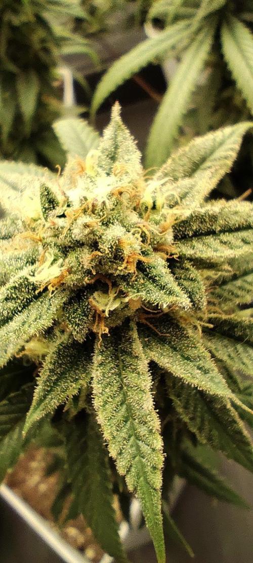 Plantulitas ZSB🌱. Week 14 - SB 