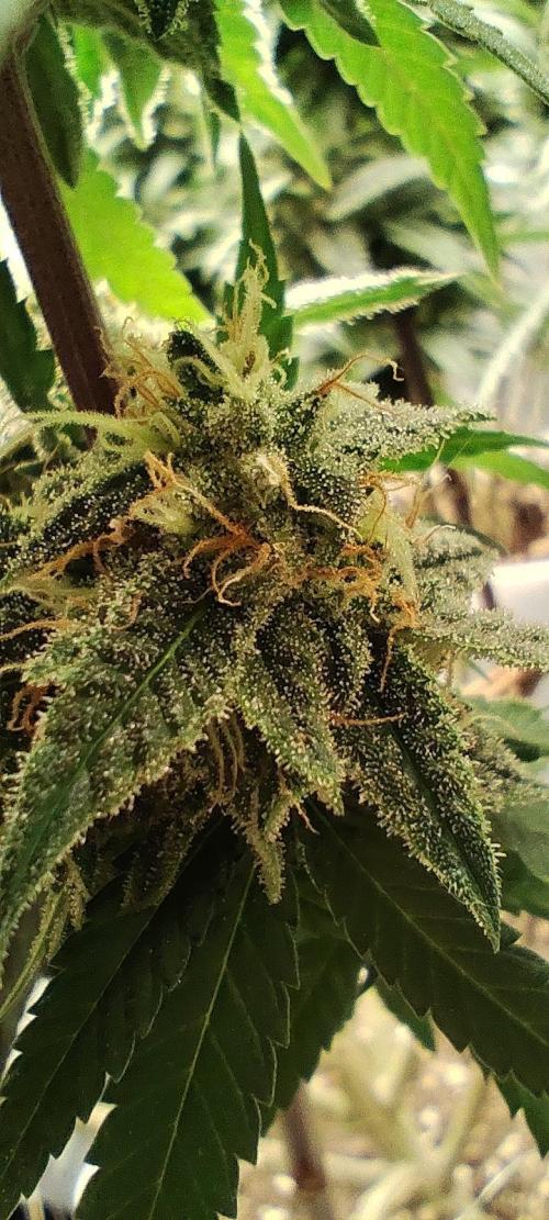 Plantulitas ZSB🌱. Week 14 - SB