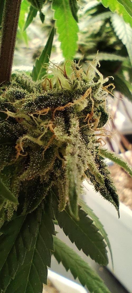 Plantulitas ZSB🌱. Week 14 - SB 