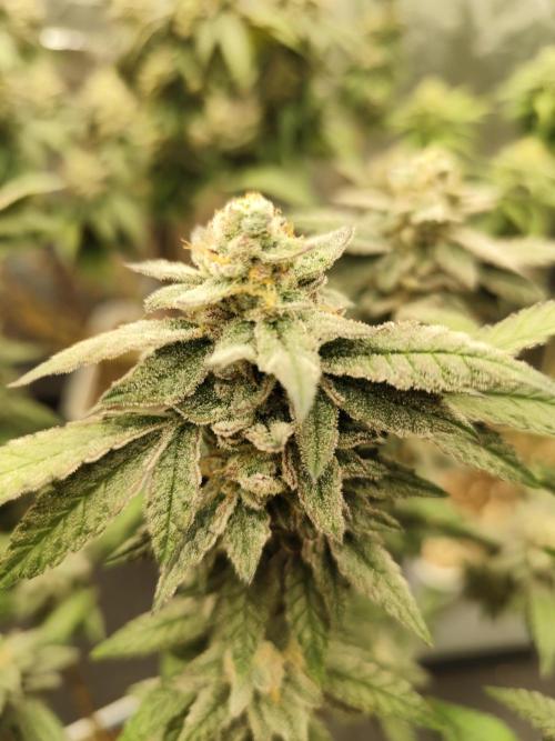 Plantulitas ZSB🌱. Week 14 - Z2.9
