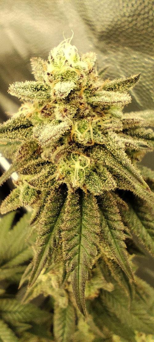 Plantulitas ZSB🌱. Week 14 - BC