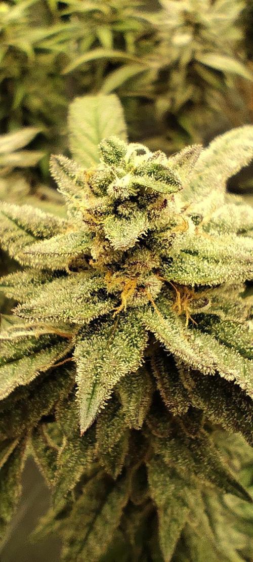 Plantulitas ZSB🌱. Week 14 - Z2.0