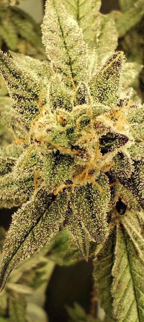 Plantulitas ZSB🌱. Week 14 - Z2.0