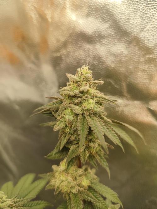 Plantulitas ZSB🌱. Week 14 - BC 