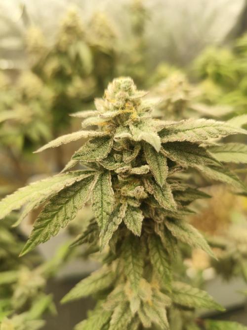 Plantulitas ZSB🌱. Week 14 - Z2.0