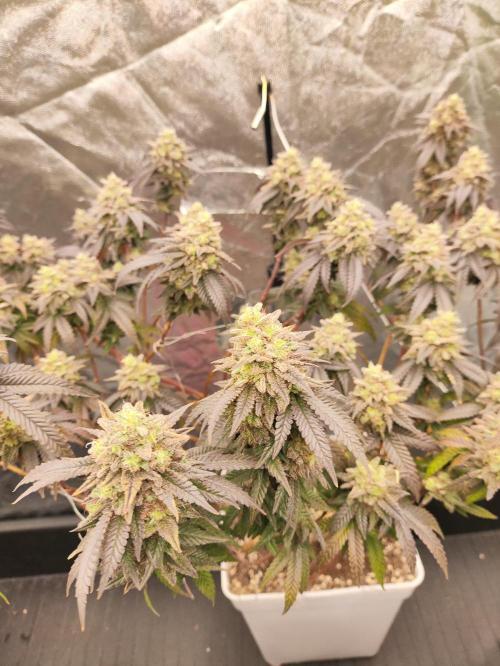 Plantulitas ZSB🌱. Week 15 - BC  