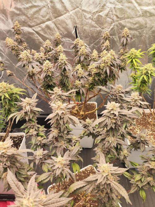 Plantulitas ZSB🌱. Week 15 - BC Y Z 2.0