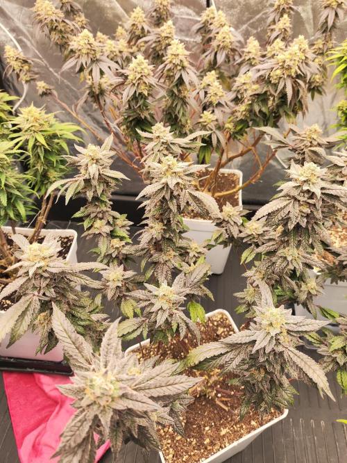 Plantulitas ZSB🌱. Week 15 - Z2.0