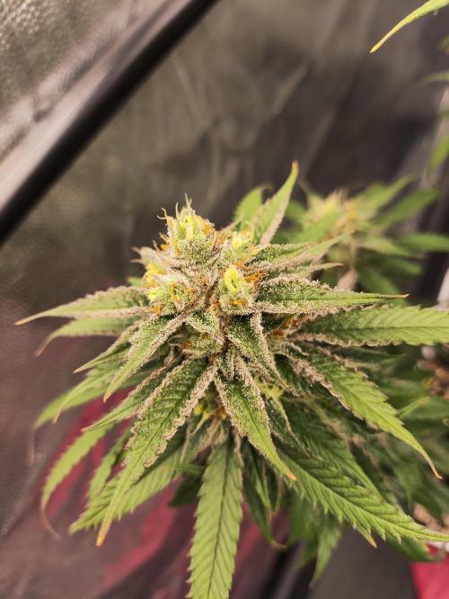 Plantulitas ZSB🌱. Week 15 - SB 