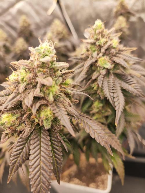 Plantulitas ZSB🌱. Week 15 - BC 
