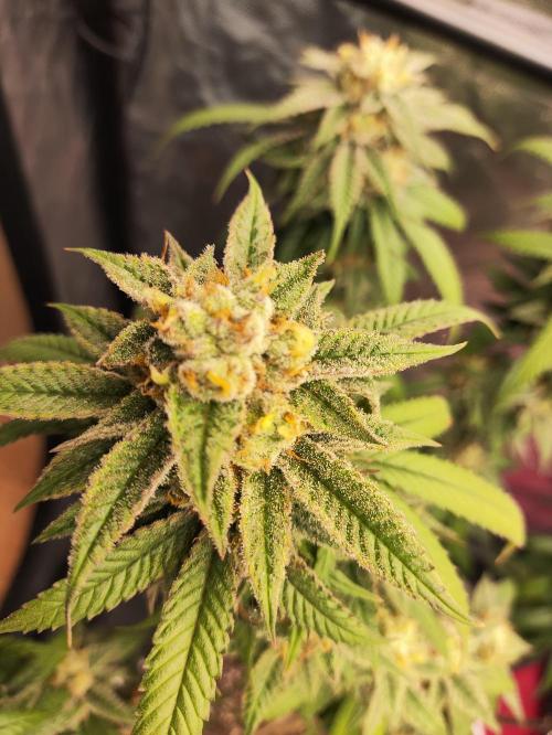 Plantulitas ZSB🌱. Week 15 - SB 