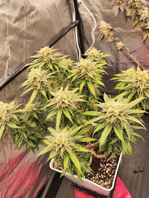 Plantulitas ZSB🌱. Week 15 - SB 