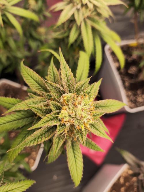 Plantulitas ZSB🌱. Week 15 - SB 