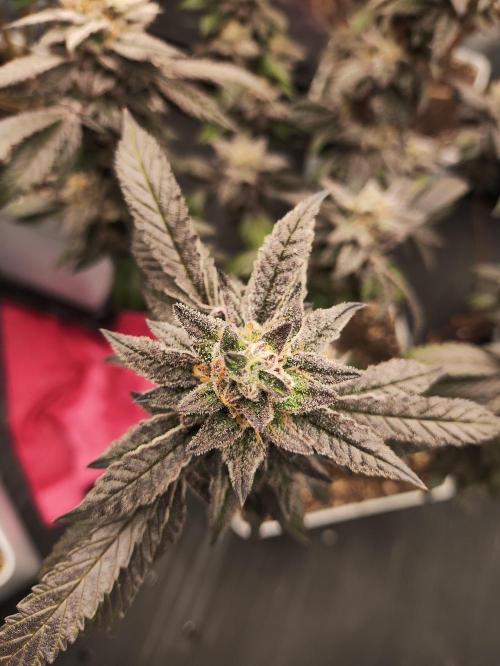 Plantulitas ZSB🌱. Week 15 - Z 2.0