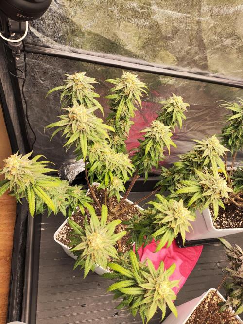 Plantulitas ZSB🌱. Week 15 - SB 