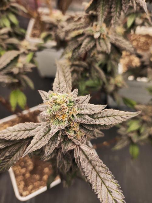 Plantulitas ZSB🌱. Week 15 - Z2.0