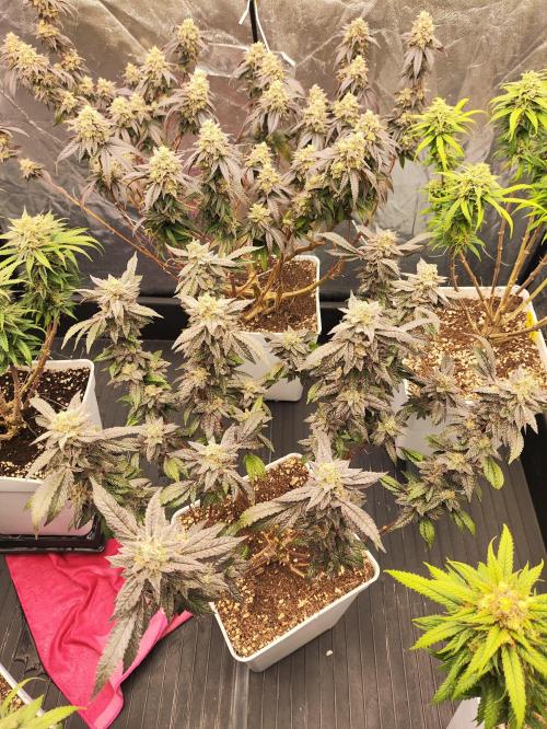 Plantulitas ZSB🌱. Week 15 - Z2.0