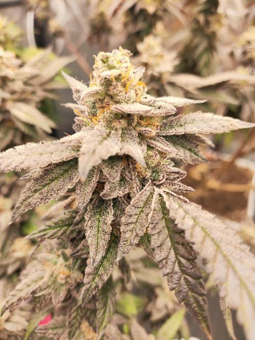 Plantulitas ZSB🌱. Week 15 - Z2.0