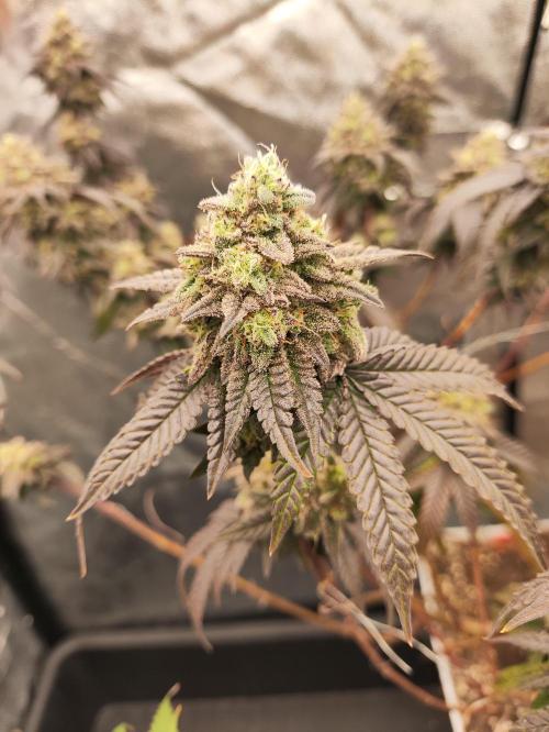 Plantulitas ZSB🌱. Week 15 - BC