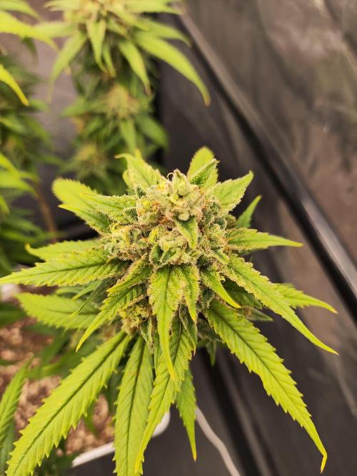 Plantulitas ZSB🌱. Week 15 - SB