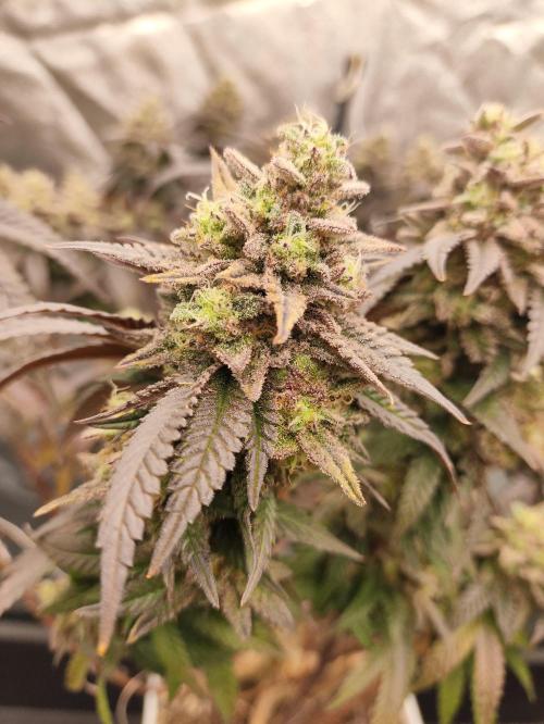 Plantulitas ZSB🌱. Week 15 - BC
