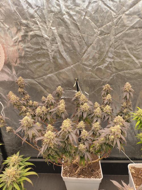 Plantulitas ZSB🌱. Week 15 - BC