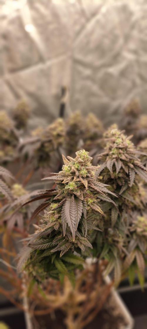 Plantulitas ZSB🌱. Week 15 - BC