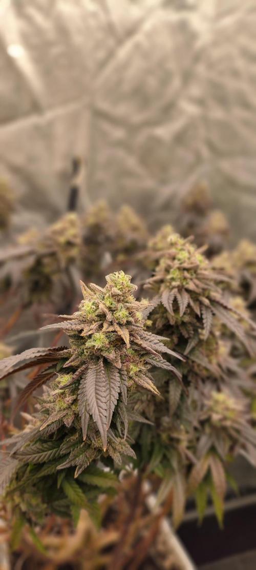 Plantulitas ZSB🌱. Week 15 - BC