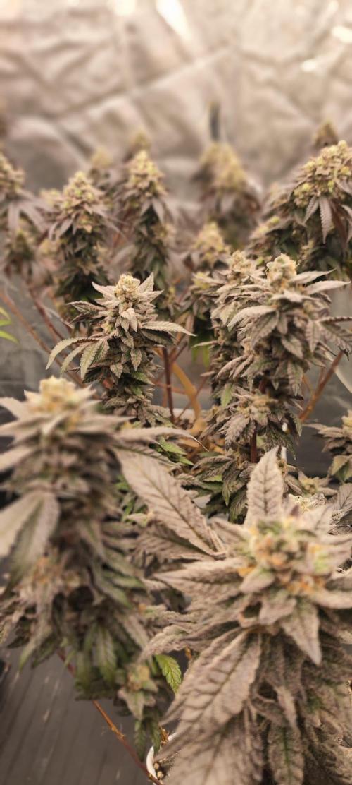 Plantulitas ZSB🌱. Week 15 - Z2.0