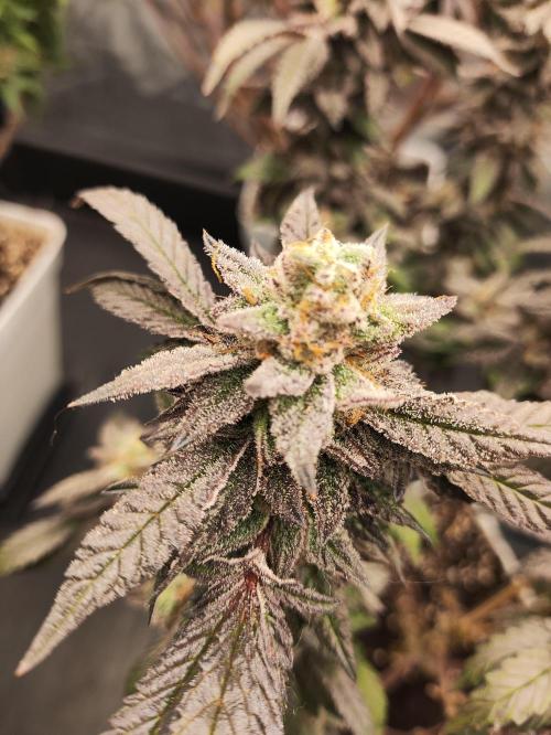 Plantulitas ZSB🌱. Week 15 - Z2.0